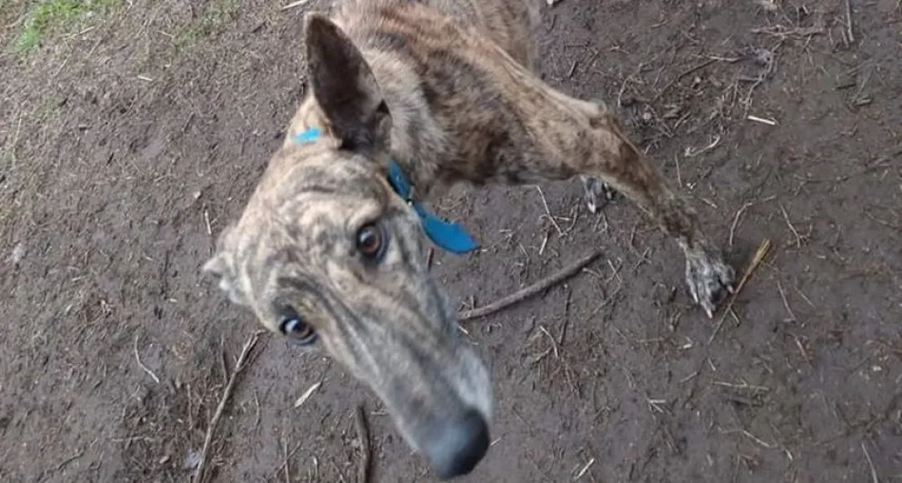 Denunció que ingresaron a cazar a su campo y se olvidaron un perro: "Al menos denle de comer"