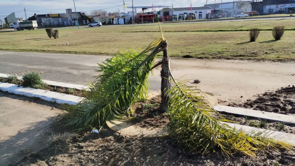 Indignación de vecinos por el destrozo de una palmera en la rotonda de acceso a Bolívar