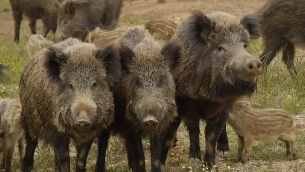 Detectaron un caso de triquinosis en la zona: la muestra era de carne de jabalí