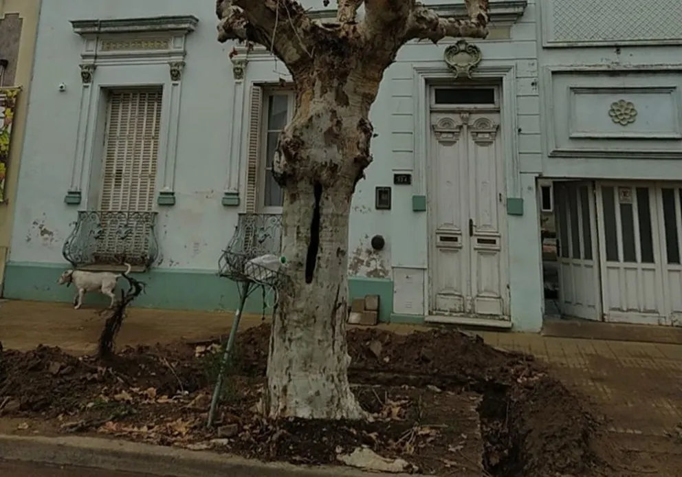 Arbolado urbano: ¿Qué dice la ordenanza 2684 y en qué casos se puede extraer una especie?