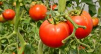 Qué se sabe del virus del tomate que disparó la alerta fitosanitaria: ¿incide en la salud humana?