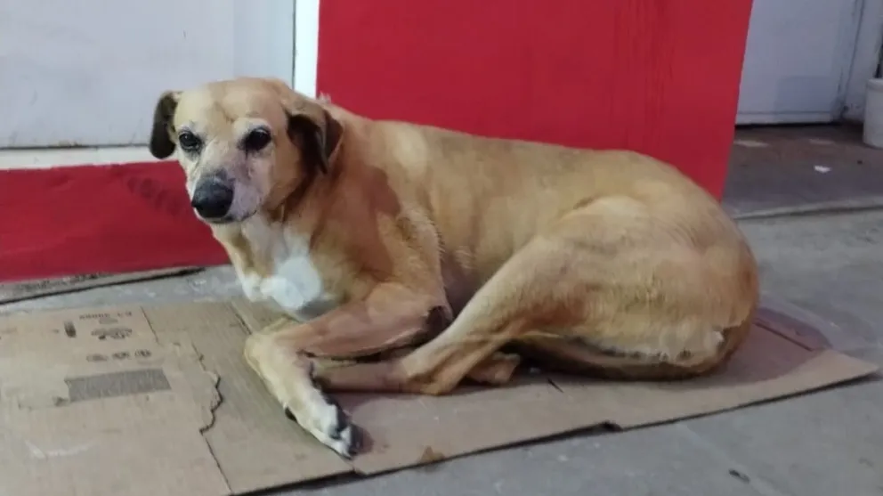 Castremos y adoptemos de a uno, hasta que no quede ninguno