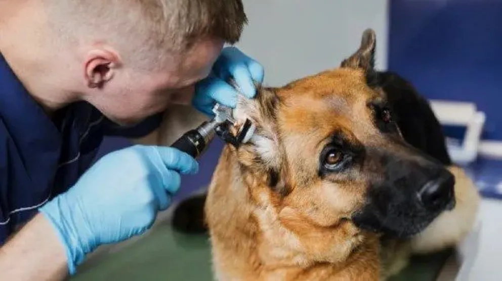 Día del Veterinario: por qué se festeja el 6 de agosto en Argentina