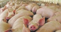 Detectaron dos casos de Triquinosis en cerdos de crianza en un municipio de la zona