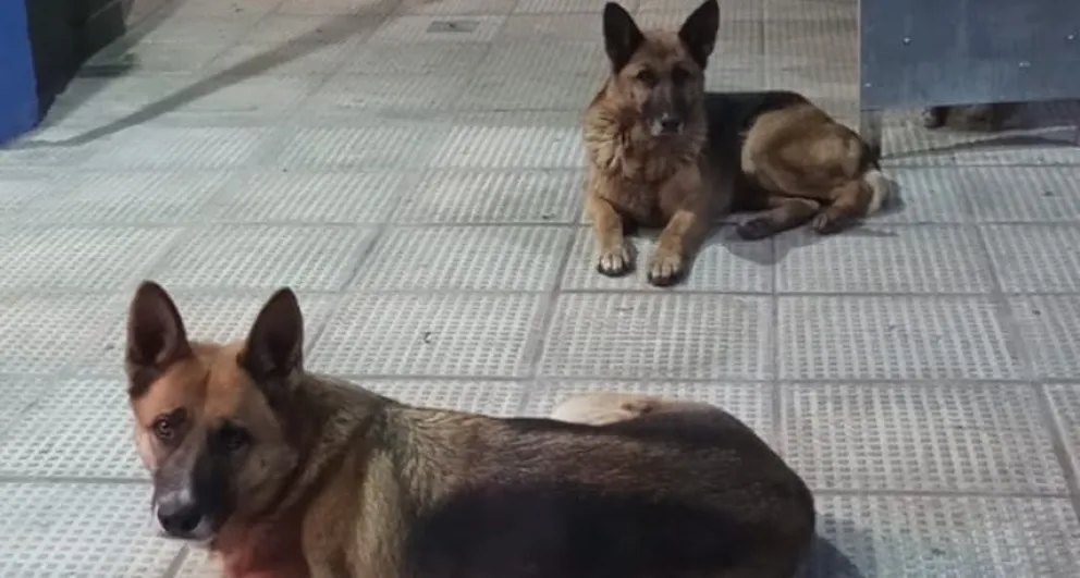 El programa que se implementará en Daireaux para el cuidado de mascotas