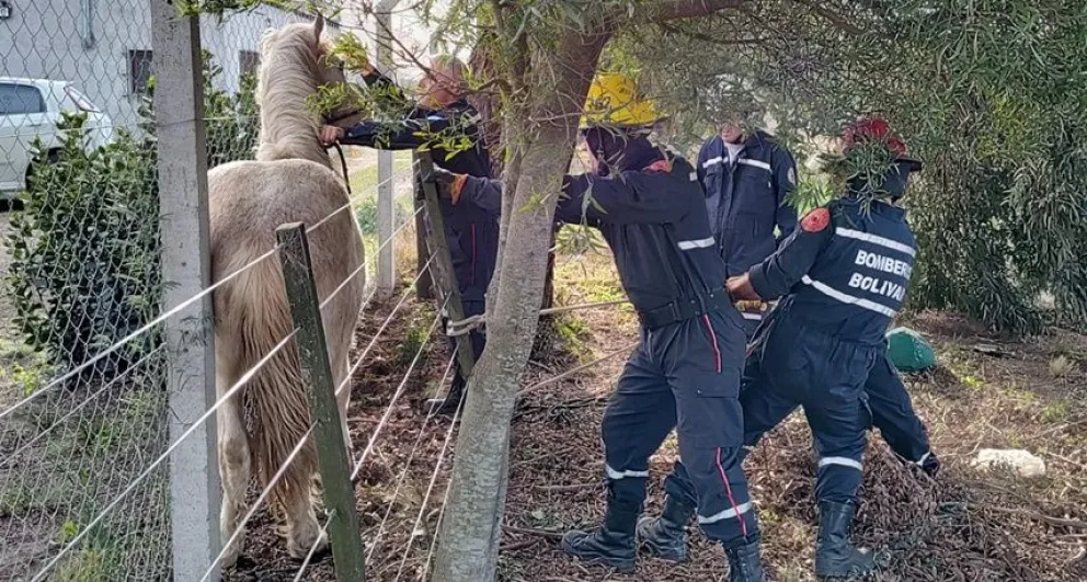 Bomberos Voluntarios rescataron a un equino que estaba atrapado en un alambrado
