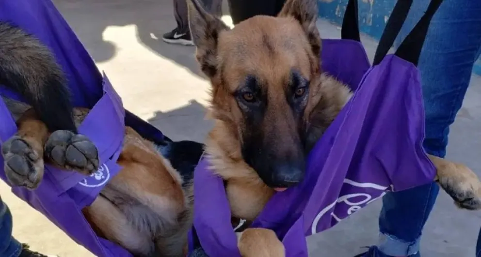 Nueva jornada de castraciones masivas: "Es la única manera para reducir la sobrepoblación animal"