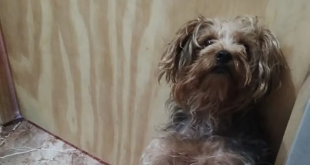 María busca a su perrita Mini: “Jamás salió, es probable que se la llevaron”