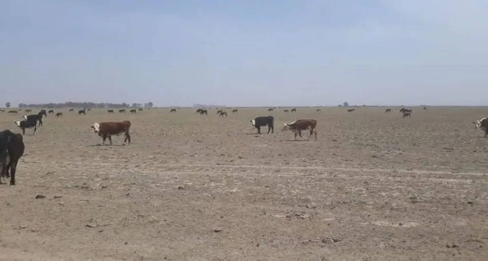 Un distrito de la zona fue declarado en emergencia agropecuaria por la Provincia