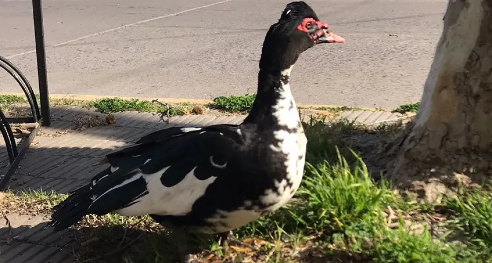 "A cada paso, una c...": un pato criollo suelto por Bolívar