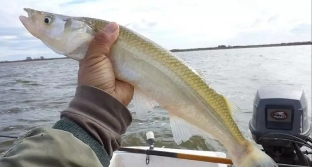Comienza la veda de pesca de pejerrey: qué días se puede ir a La Glorieta de Daireaux
