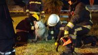 Un rescate animal convocó a más de treinta personas en zona urbana: ahora buscan a su dueño