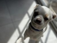 Una familia ofrece $150.000 de recompensa para recuperar a su perrito Román