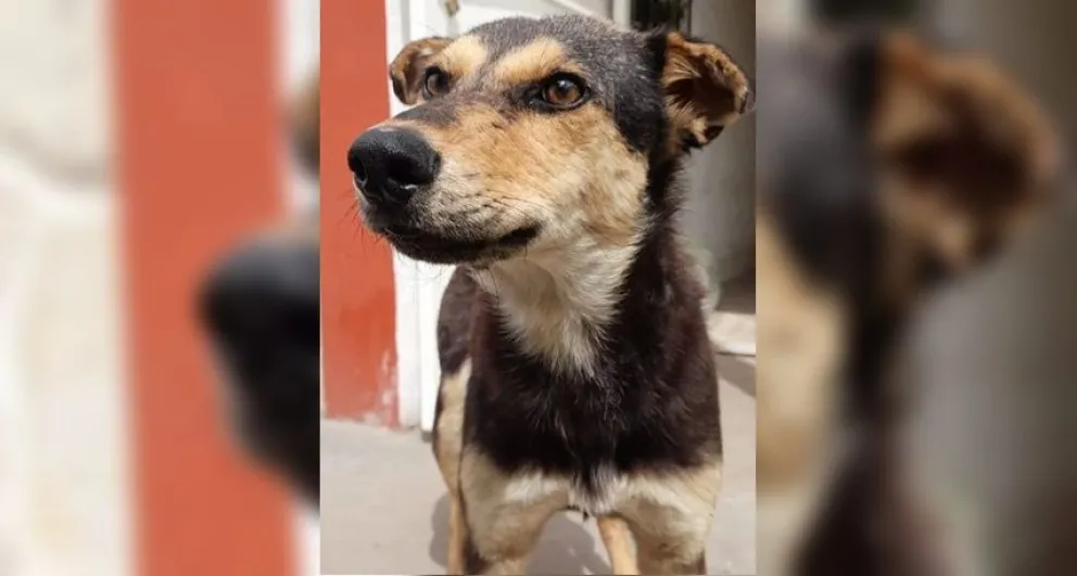 SAPAAB publicó un nuevo caso de abandono animal: "Repudiamos todo acto de violencia"