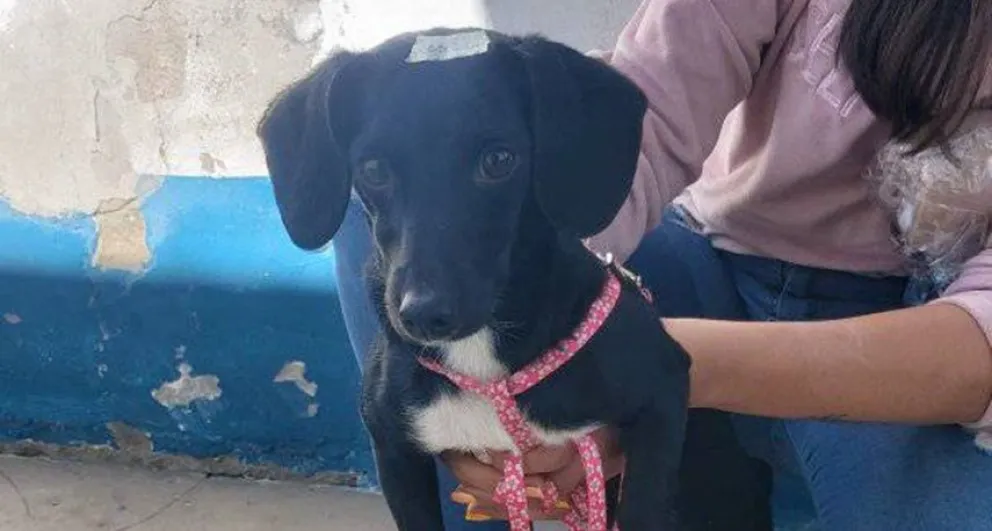 Nueva jornada de castraciones masivas: la apuesta de Sapaab para reducir la sobrepoblación animal