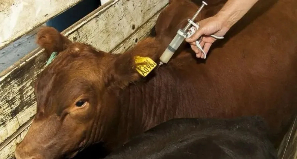 Cuándo comienza y cómo solicitar turnos para la segunda campaña de vacunación antiaftosa