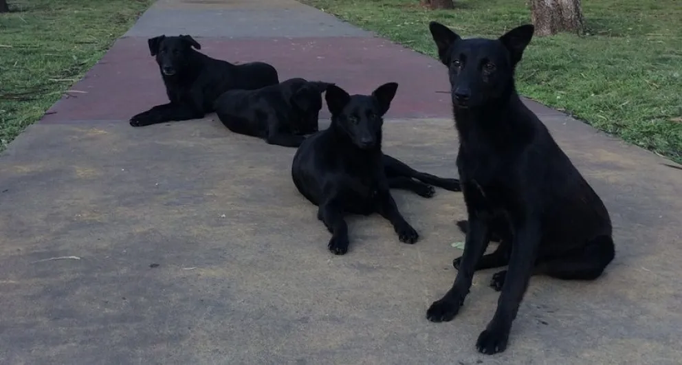  Piden un lugar seguro para "la manada" de perritos que vive en la plaza Yrigoyen hasta que pase la Maratón Dino Hugo Tinelli