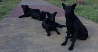  Piden un lugar seguro para "la manada" de perritos que vive en la plaza Yrigoyen hasta que pase la Maratón Dino Hugo Tinelli