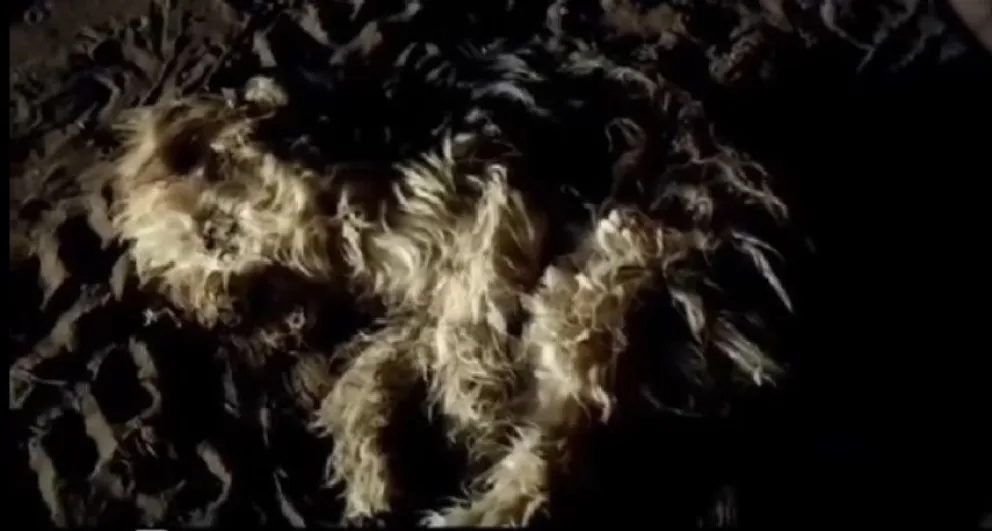 Hallan un perro en estado deplorable y vuelven a insistir en su protección: "Decidieron dejarlo solo"