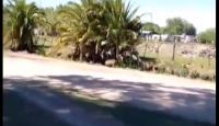 Video: una vecina registró la presencia de un carpincho entre Las Flores y Villa Diamante