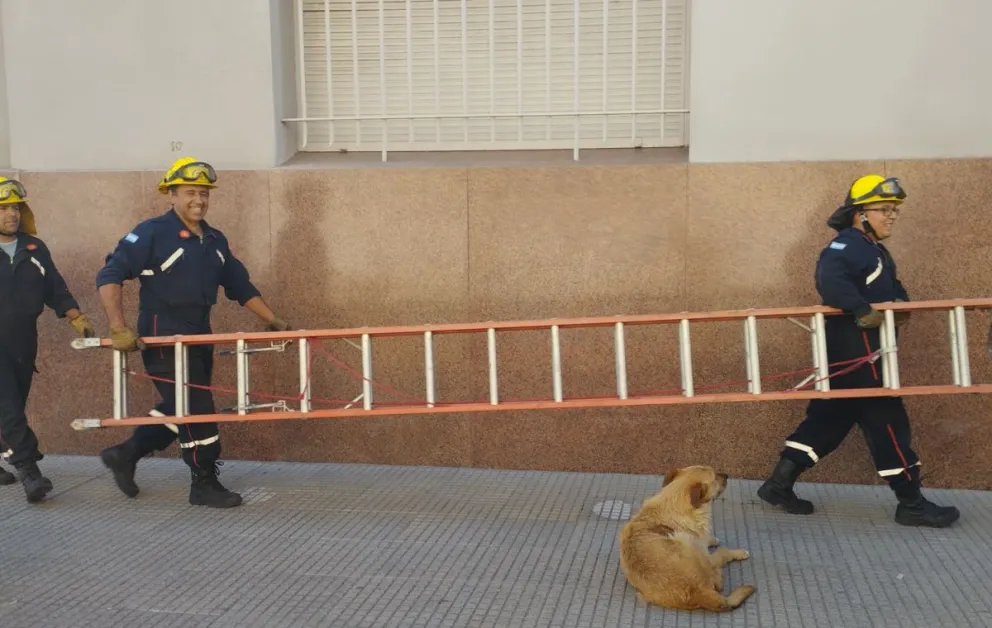 Convocaron a Bomberos Voluntarios para rescatar a una paloma en el Banco Provincia