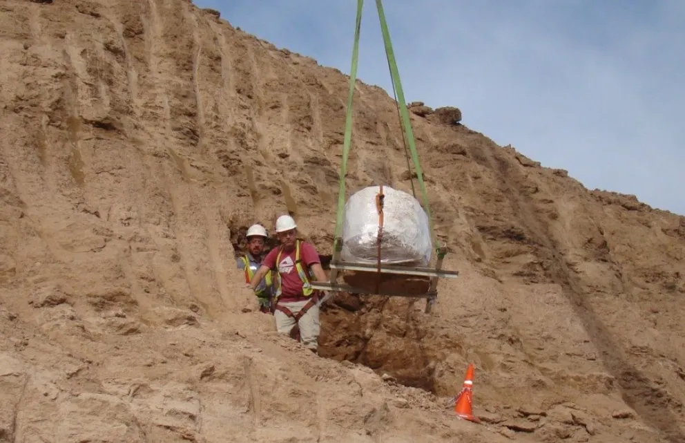 El CONICET describió una nueva especie de Gliptodonte tras un espectacular hallazgo cerca de Bolívar