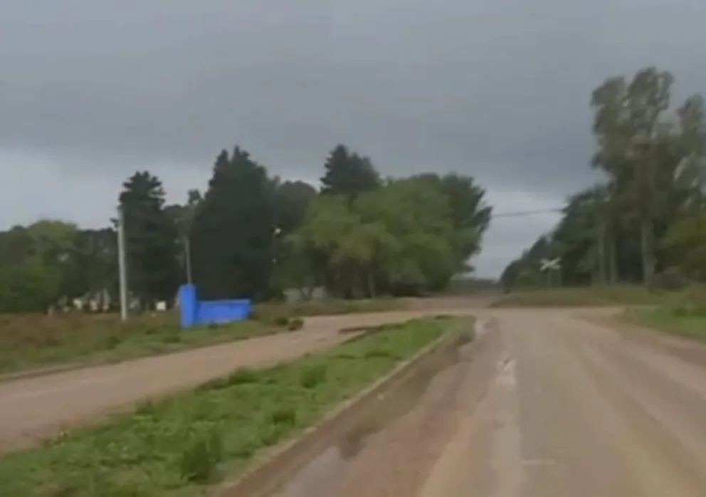 Indignante: el municipio colocó más de cincuenta palmeras y vecinos denuncian que ya se robaron 17