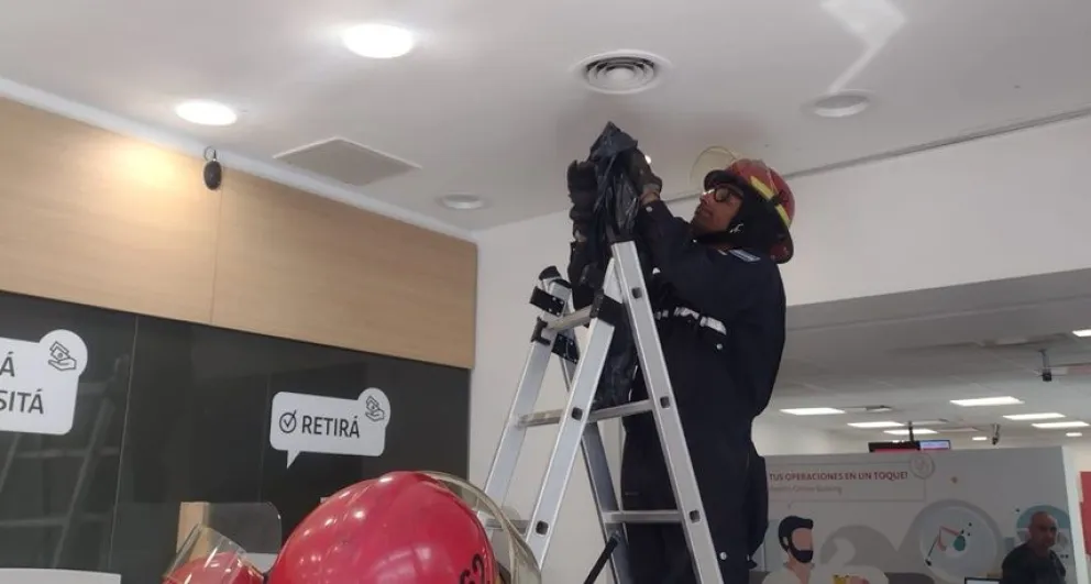 De los creadores de "La paloma": Bomberos fueron convocados para sacar un murciélago de un banco