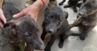 Seis cachorritos que fueron rescatados en un camino rural buscan hogar