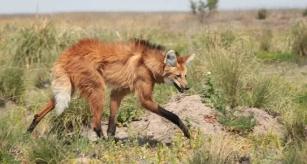 Encontraron un aguará guazú y al querer capturarlo hirió a un bombero voluntario