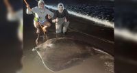 Capturaron una raya de más de 100 kilos y la devolvieron al agua
