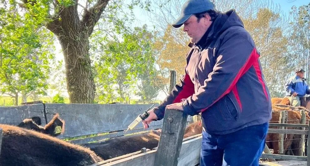 Continúa la segunda campaña de vacunación contra la Fiebre Aftosa: cómo obtener un turno