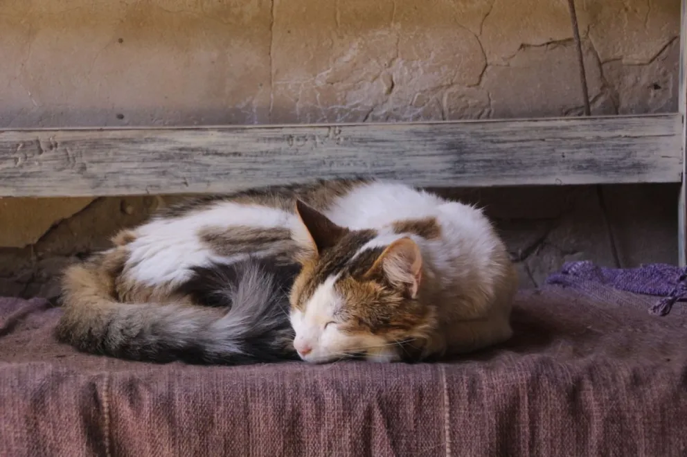 Buscan a Atún, un gato castrado visto por última vez en una zona céntrica de Bolívar