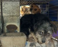 Maltrato animal en Bolívar: allanaron un domicilio y encontraron perros enjaulados