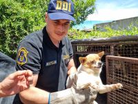 Cría y venta de chihuahuas: detalles de un caso que estremece a los bolivarenses