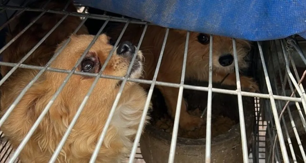 Maltrato animal: ¿Qué pasaría si se dejara de contribuir a la comercialización?