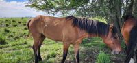 Actuaciones por maltrato animal tras encontrar cuatro caballos muertos y dos heridos en Hale