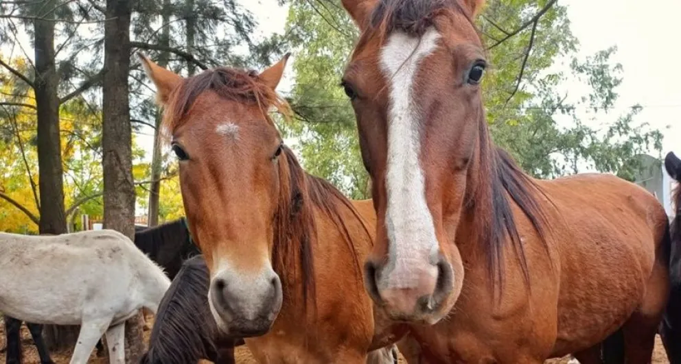 Emergencia sanitaria: qué es la Encefalomielitis Equina y cómo prevenirla