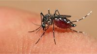 Son más de 30 los casos de dengue confirmados en la provincia de Buenos Aires