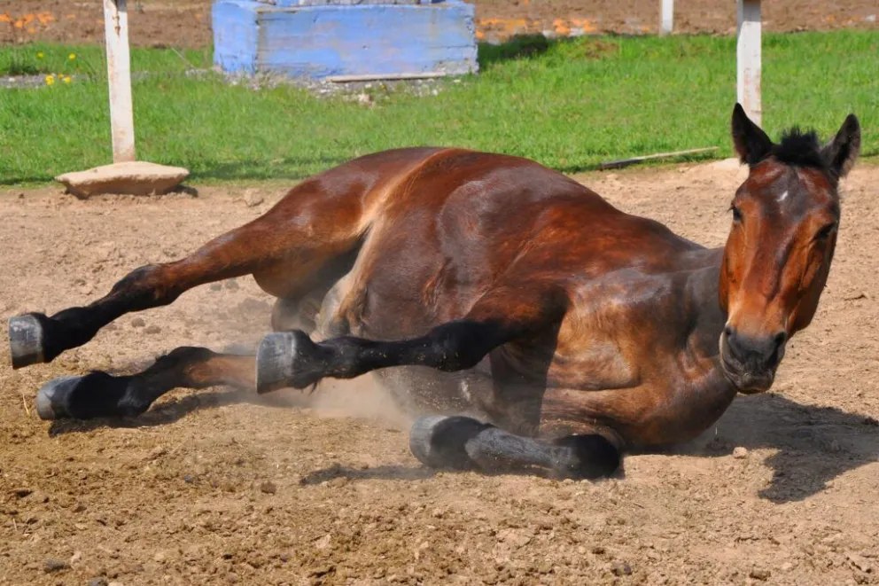 Continúan las muertes de caballos por Encefalomielitis en la región y buscan tomar medidas preventivas