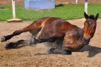 Continúan las muertes de caballos por Encefalomielitis en la región y buscan tomar medidas preventivas