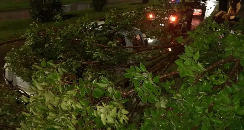 Un árbol cayó arriba de una camioneta durante la tormenta