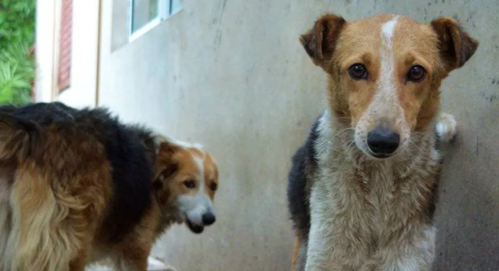 Sapaab compartió los pasos a seguir ante una emergencia y solicitó colaboración con los perros