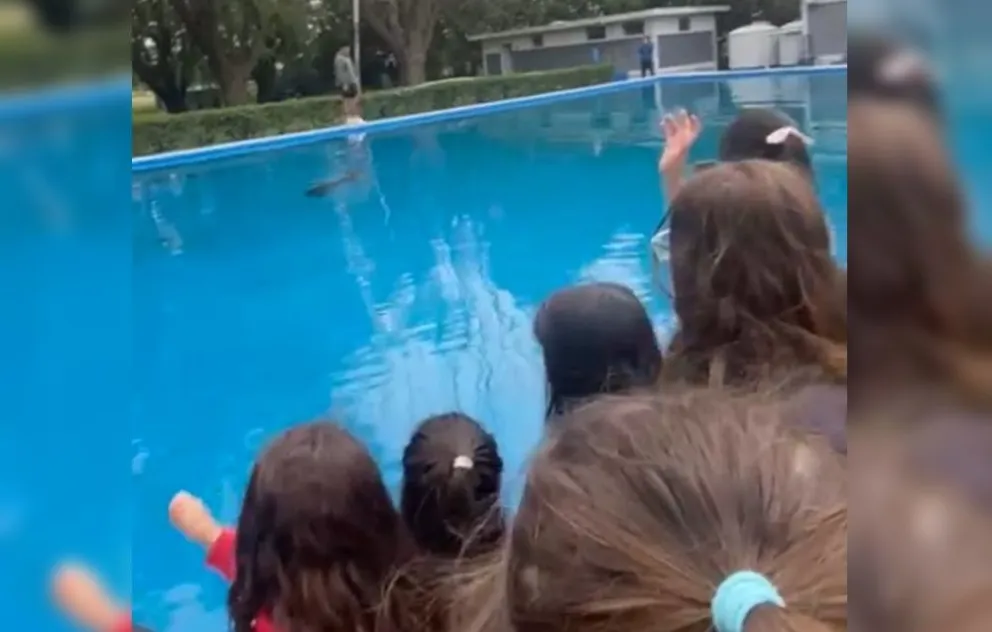 Una particular visita ingresó al Club Buenos Aires y sorprendió a los niños de la colonia