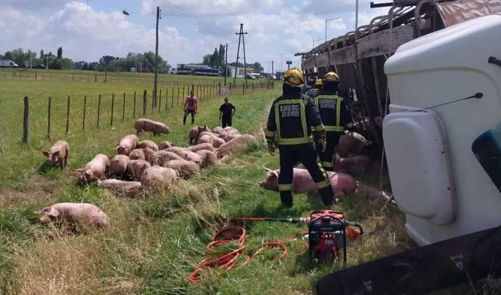 Vuelco en Ruta 205: conductor hospitalizado y animales sueltos