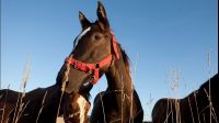 Establecieron nuevas medidas para el traslado de caballos vacunados contra la Encefalomielitis Equina