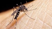 Dengue: confirmaron un caso en la Provincia sin antecedente de viaje y solicitan extremar medidas de prevención