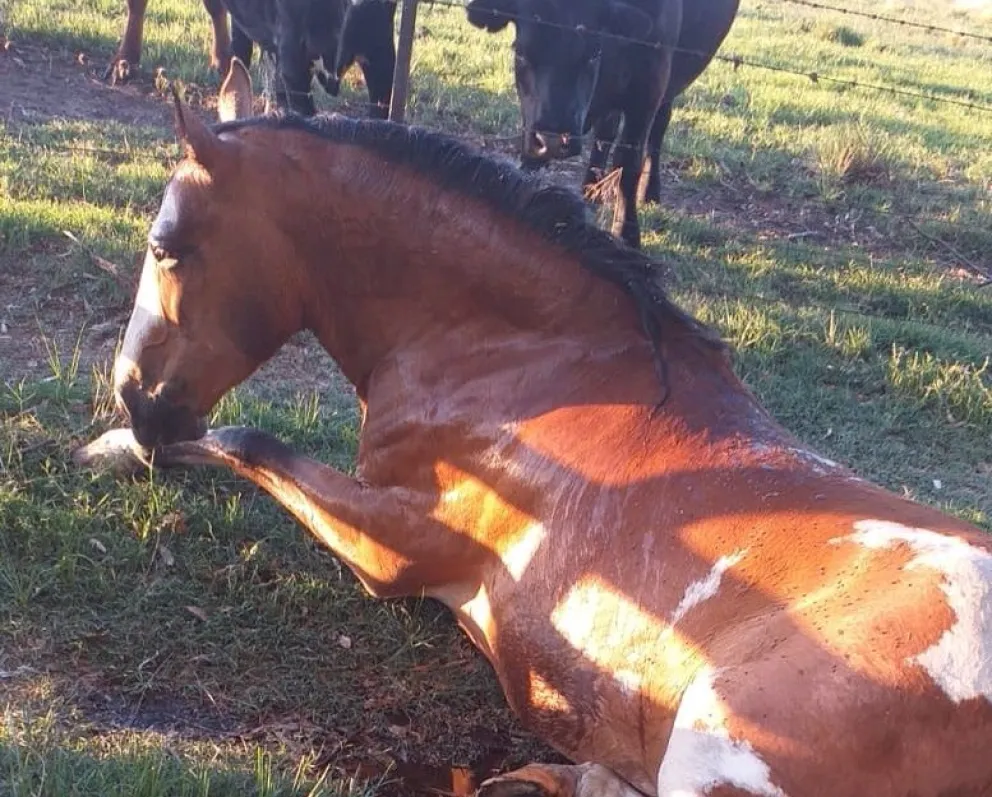 Murió una yegua por Encefalomielitis Equina en Bolívar: los detalles del caso