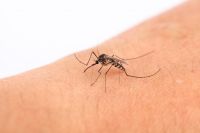 Otro caso de dengue pone en alerta a la región, mientras las infecciones crecen en grandes ciudades