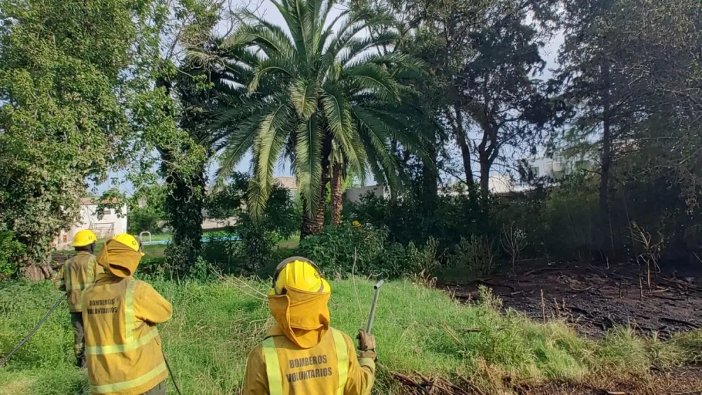 Ardió una palmera como consecuencia de un incendio de pastizales en el terreno de una vivienda